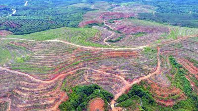 PT Royal Lestari Utama which is owned by the world's largest tire manufacturer Michelin Group in Jambi is accused of deforestation. The condition of one of the concession areas of PT Lestari Asri Jaya, in Pemayungan Village, Sumay, Tebo, Jambi. Tempo
